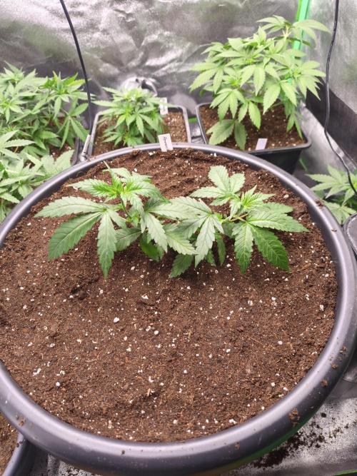 Big Mainline Project. Week 7
