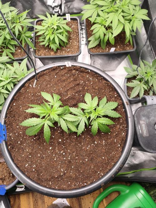 Big Mainline Project. Week 7