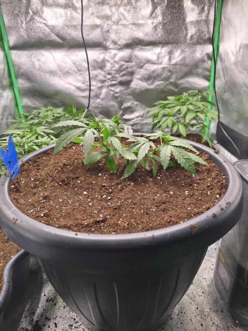 Big Mainline Project. Week 7