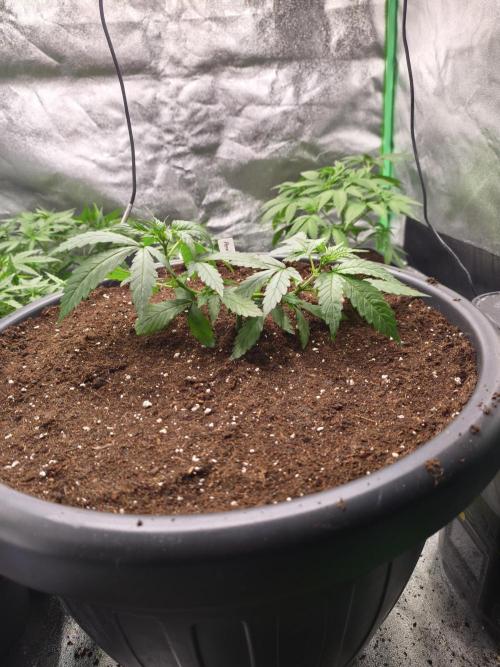 Big Mainline Project. Week 7