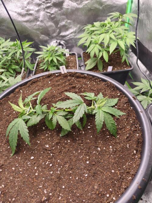 Big Mainline Project. Week 7