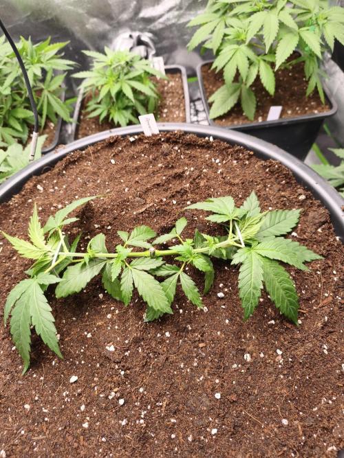 Big Mainline Project. Week 7