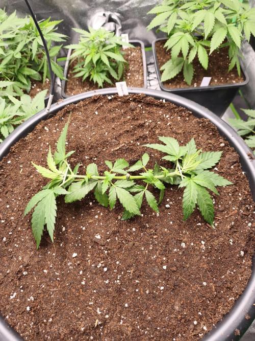 Big Mainline Project. Week 7