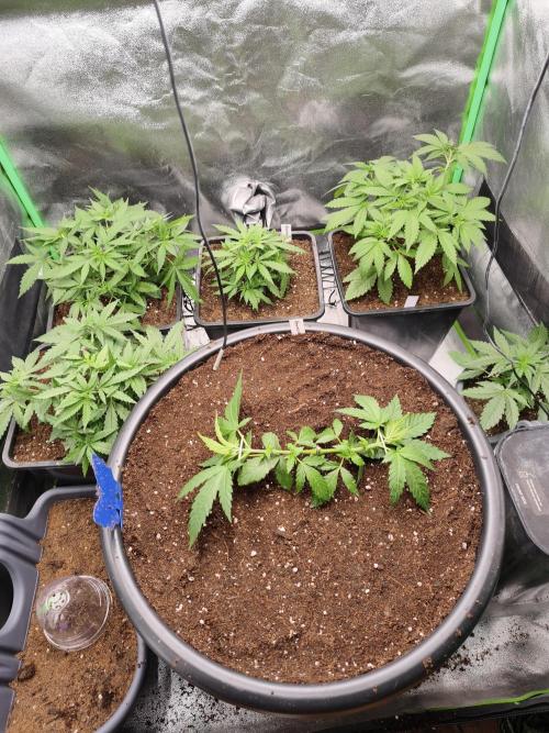 Big Mainline Project. Week 7