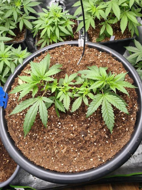 Big Mainline Project. Week 7