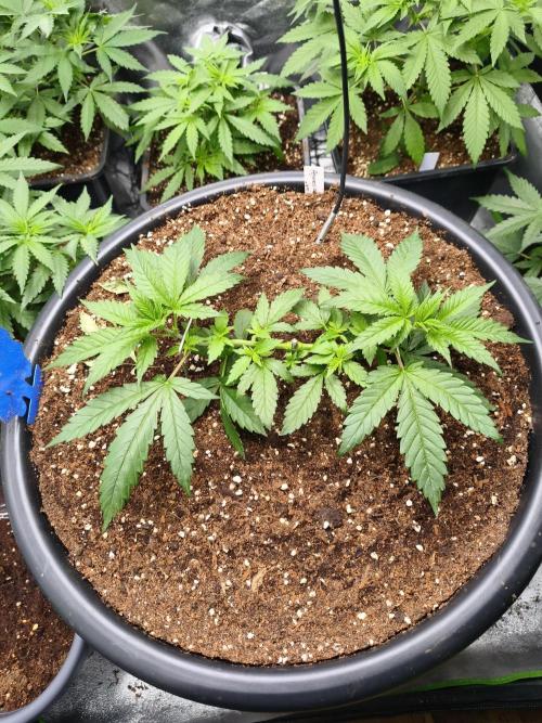 Big Mainline Project. Week 7