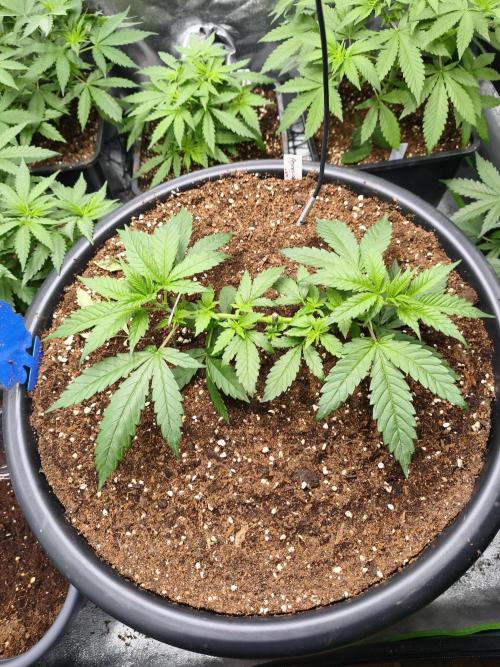 Big Mainline Project. Week 7