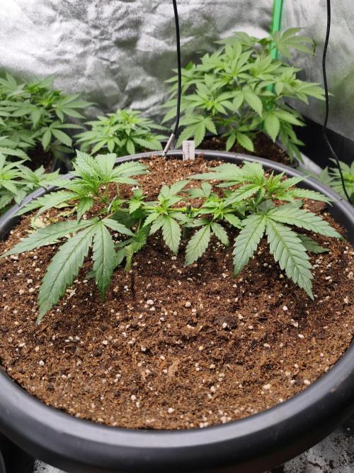 Big Mainline Project. Week 7