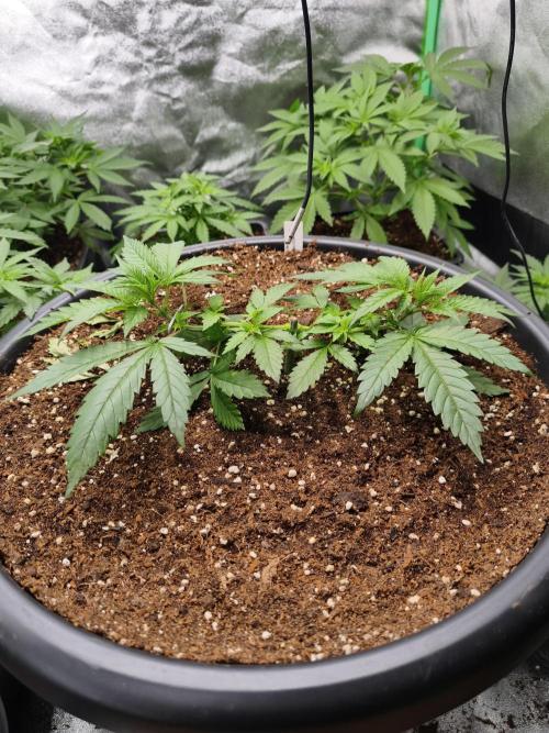 Big Mainline Project. Week 7