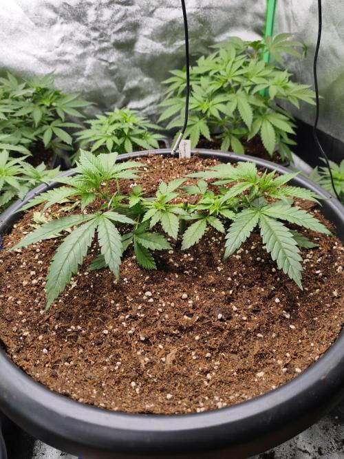 Big Mainline Project. Week 7