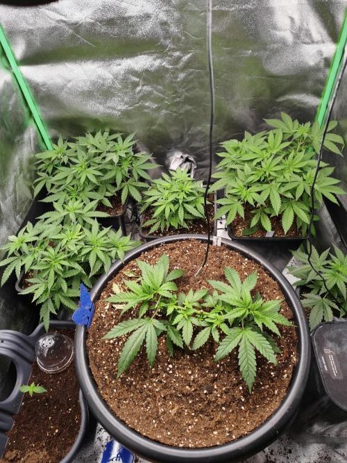 Big Mainline Project. Week 7