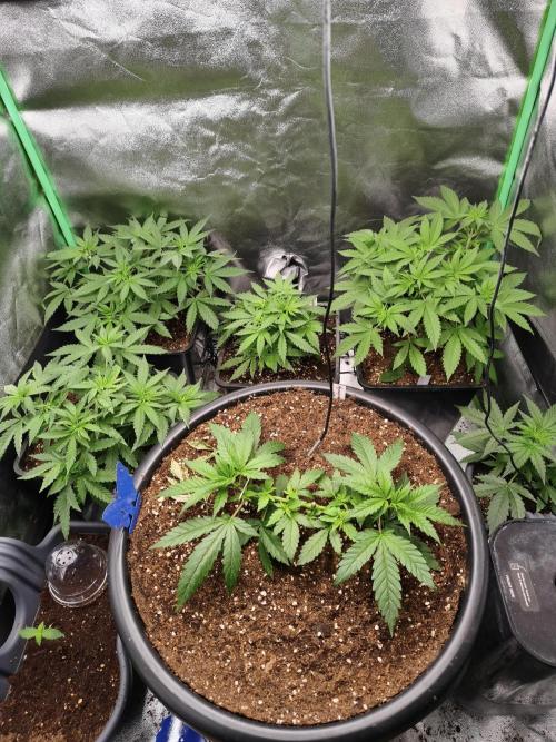 Big Mainline Project. Week 7