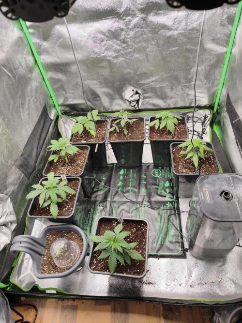 Sommer grow 2026. Week 1