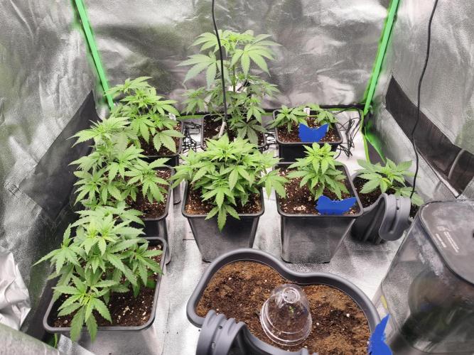 Sommer grow 2026. Week 1