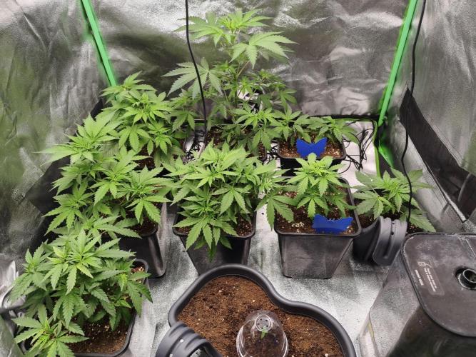 Sommer grow 2026. Week 1