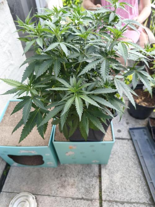 Sommer grow 2026. Week 2