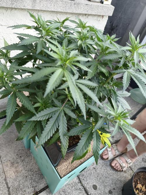 Sommer grow 2026. Week 2