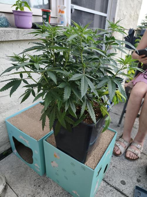 Sommer grow 2026. Week 2