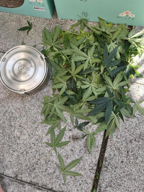 Sommer grow 2026. Week 2