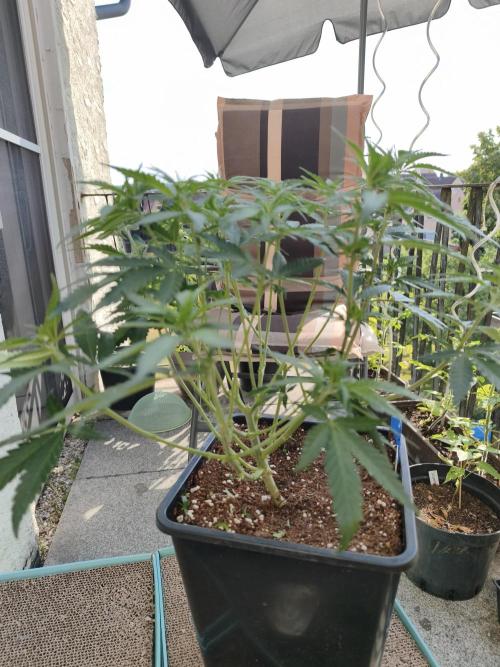 Sommer grow 2026. Week 2