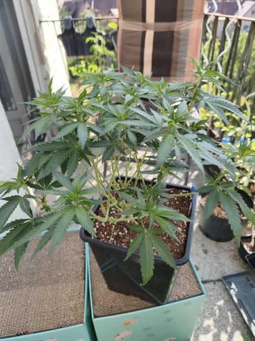 Sommer grow 2026. Week 2
