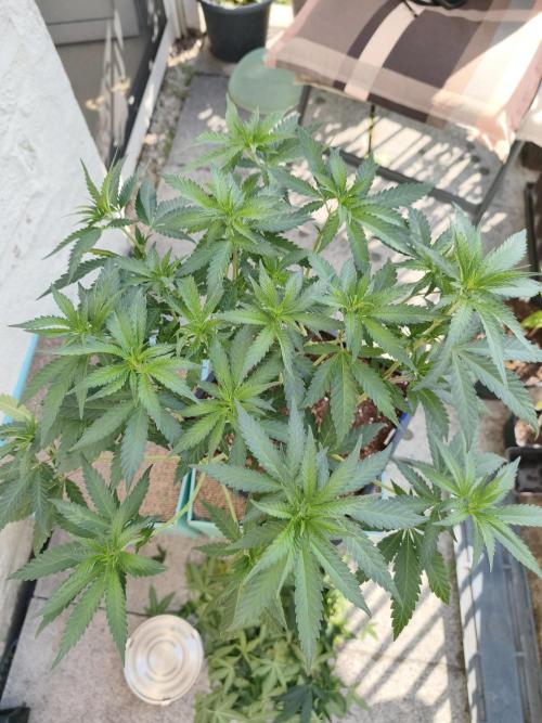 Sommer grow 2026. Week 2