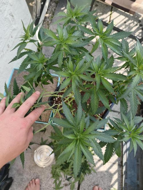 Sommer grow 2026. Week 2