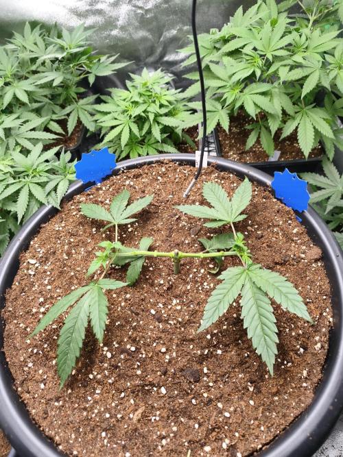 Big Mainline Project. Week 8