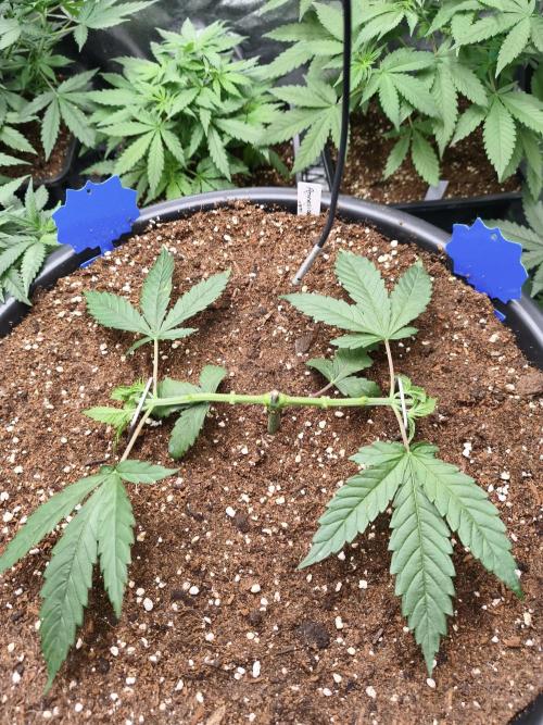 Big Mainline Project. Week 8