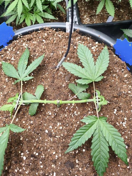 Big Mainline Project. Week 8