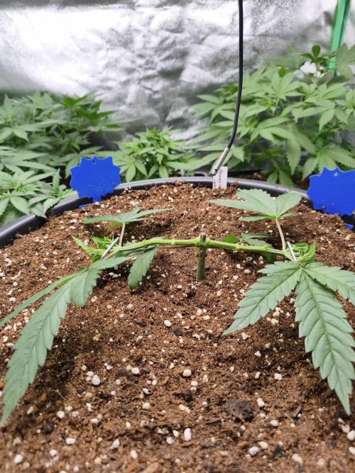 Big Mainline Project. Week 8