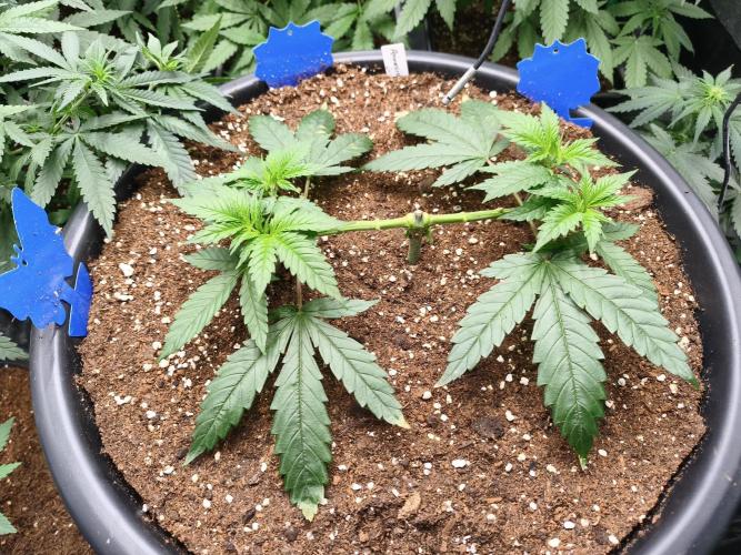 Big Mainline Project. Week 8