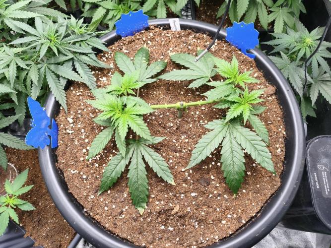 Big Mainline Project. Week 8