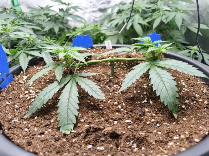 Big Mainline Project. Week 8