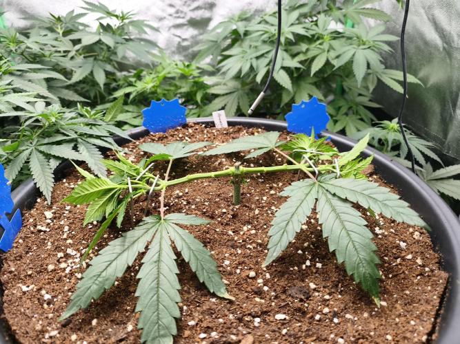 Big Mainline Project. Week 8