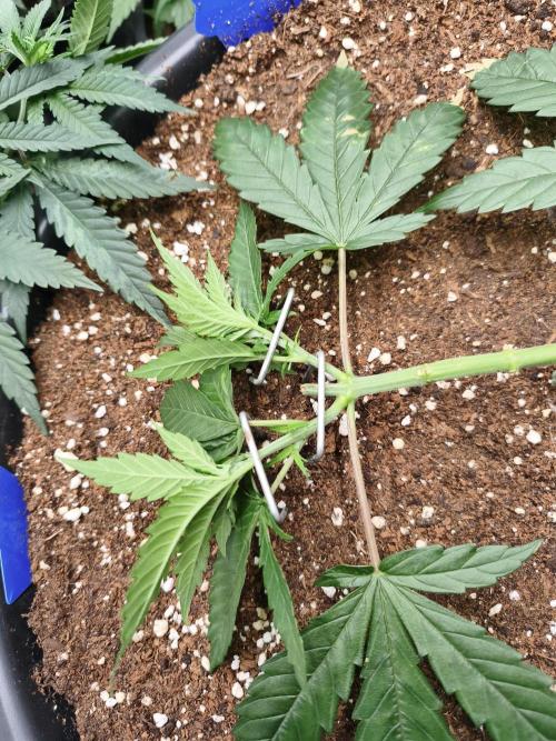 Big Mainline Project. Week 8