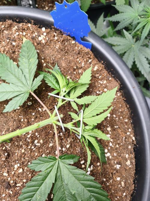 Big Mainline Project. Week 8