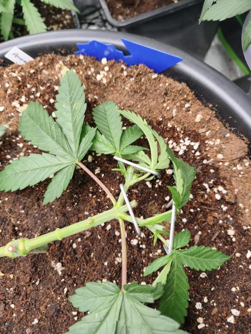 Big Mainline Project. Week 8