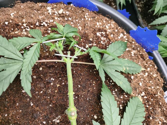 Big Mainline Project. Week 8
