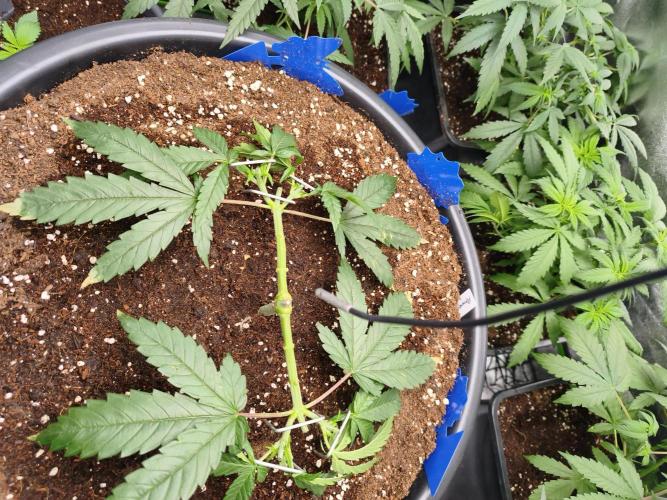 Big Mainline Project. Week 8