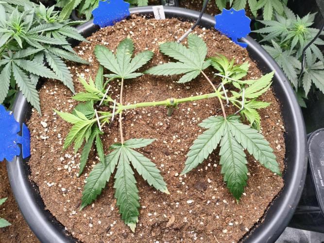 Big Mainline Project. Week 9