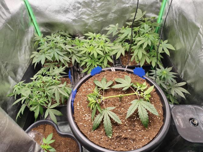 Big Mainline Project. Week 9