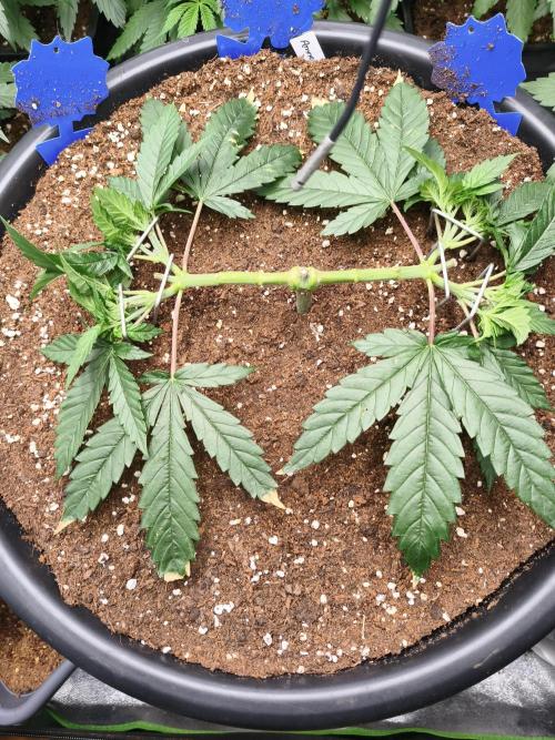 Big Mainline Project. Week 9