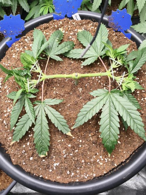 Big Mainline Project. Week 9