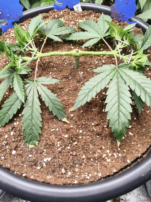 Big Mainline Project. Week 9