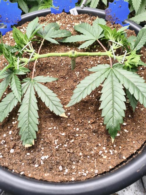 Big Mainline Project. Week 9