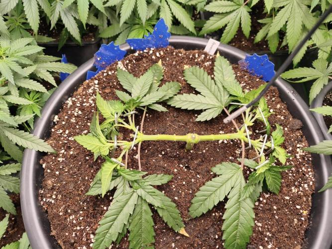 Big Mainline Project. Week 9