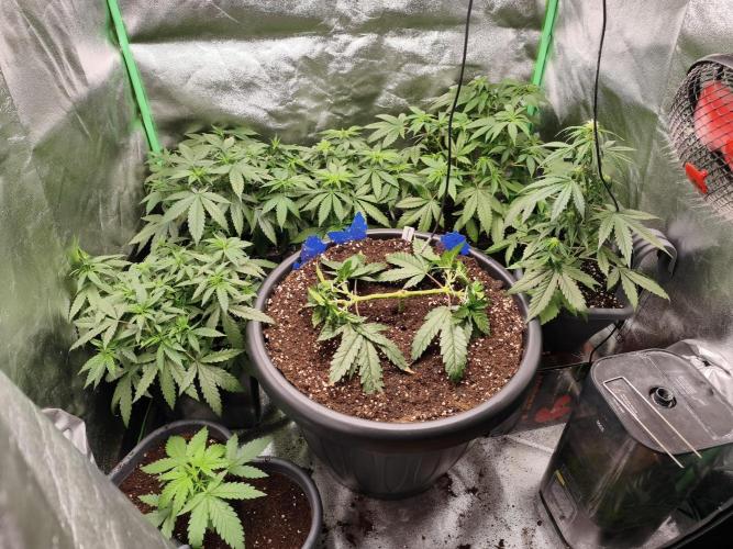 Big Mainline Project. Week 9