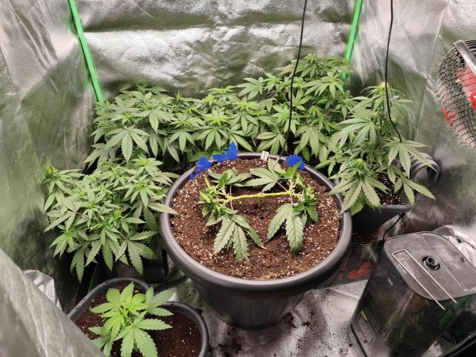 Big Mainline Project. Week 9