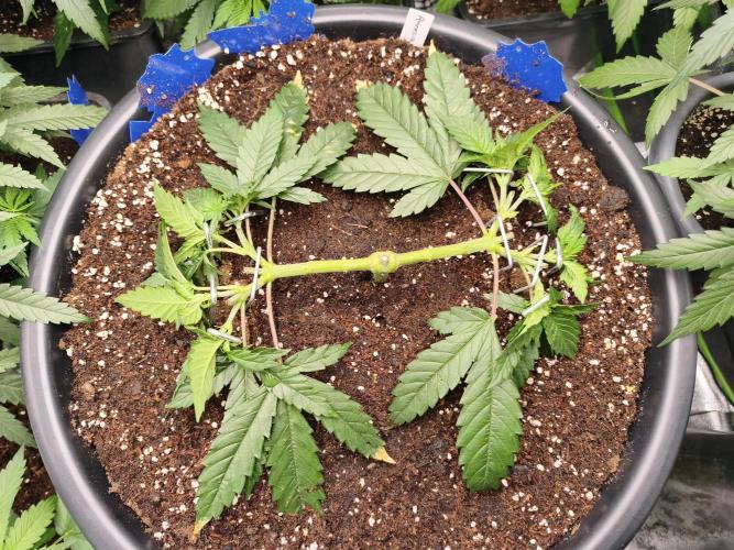 Big Mainline Project. Week 9